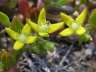 Gunniopsis intermedia-3.jpg